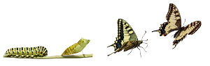 Metamorphosis-Life-Cycle-Swallowtail
